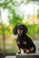 Dachshund dog beautiful pet portrait on a green spring bokeh background