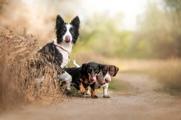 Obraz na płótnie Canvas Three funny dachshund and border collie dogs on a sunny walk in nature