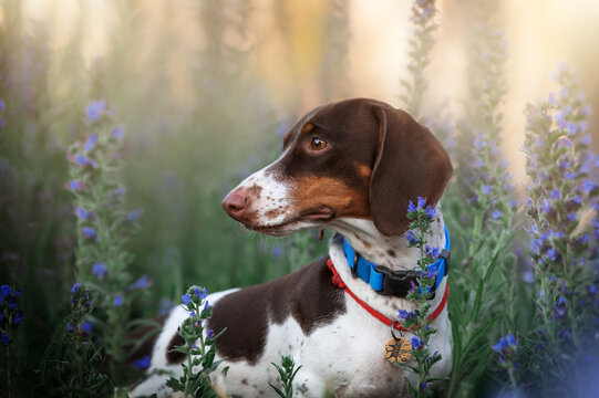 funny piebald dachshund photo of dogs in nature
