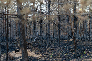 forest after the fire, young coniferous forest burned, remains of coniferous trees after a strong fire