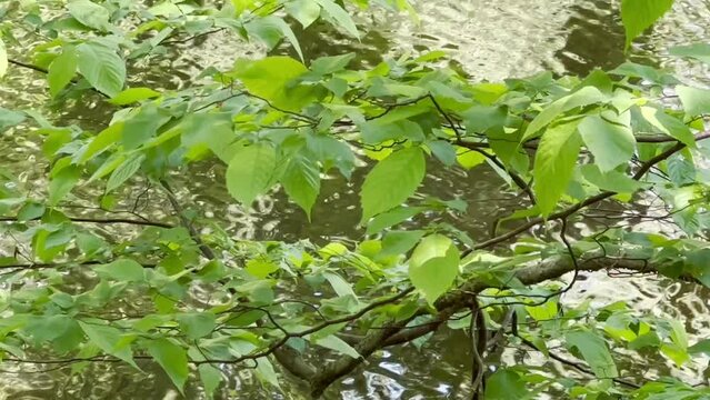 Green Alder & River Flow