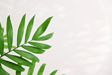green palm leaf branches on white background. flat lay, top view copy space