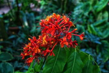 Red flowers of clerodendrum © EVGENII