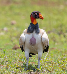 King Vulture
