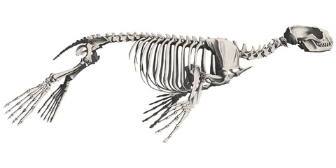 Oceanic Relics: Vintage Sea Lion Skeleton Animal Anatomy Scientific Illustration