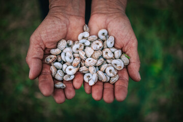 Small snails in a hands of farmer. Agriculture garden and snail.