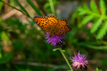 butterfly on flower