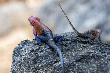 lizard basking in the sun in serengeti national park