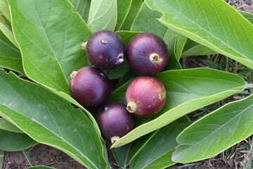 Alangium salvifolium or sage leaved alangium tree fruit. It is is a flowering plant in the Cornaceae family. Round wildfruit in nature background.
