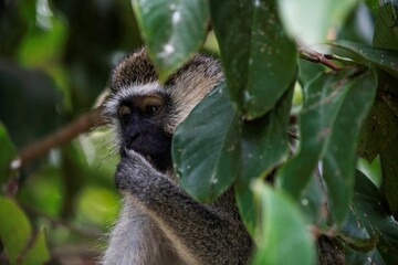 Vervet monkey on a tree in a close up portrait