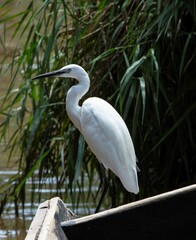 african heron standing on the edge of an old wooden boat