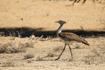 Kori Bustard passing some bones in the Kalahari (Kgalagadi)