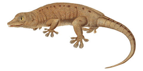Fototapeta premium Retro Tropical Gecko Lizard Botanical Illustration Flora And Fauna Scientific Artwork Reptile Pet 