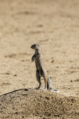 Cape Ground Squirrel in the Kalahari, Kgalagadi