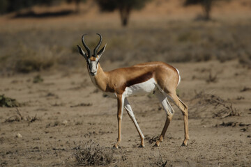 springbok ram in the Kalahari (Kgalagadi)