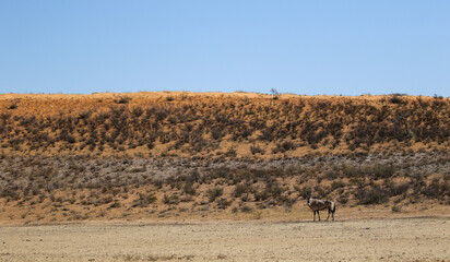 Gemsbok and the Kalahari Landscape (Kgalagadi)
