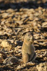 Naklejka na ściany i meble Cape Ground Squirrel in the Kalahari, Kgalagadi