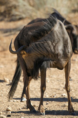 Blue Wildebeest in the Kalahari (Kgalagadi)