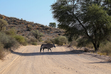Gemsbok in the Kalahari (Kgalagadi)