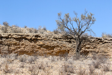 Survival: tree growing in a barren, dry ridge (Kalahari/Kgalagadi)