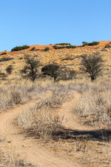 Dirt road in the Kalahari (Kgalagadi)