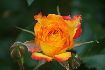Yellow Pink Flower of the Bedding Rose Planters Punch