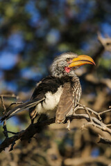 Southern Yellow-Billed Hornbill in the Kalahari (Kgalagadi)