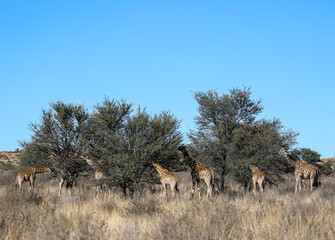 Naklejka na ściany i meble Giraffe in the Kalahari (Kgalagadi)