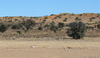 Fototapeta na wymiar Bones of animal prey lying in the Kalahari (Kgalagadi)
