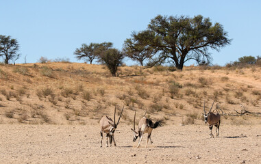 Fototapeta na wymiar Gemsbok in the Kalahari (Kgalagadi)
