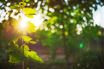 Grapevine leaf in the vineyard, Grape leaves in sunlight close up, sunset in the countryside
