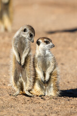 Fototapeta premium Meerkat in the early morning sun, Kalahari (Kgalagadi)