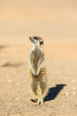 Meerkat in the early morning sun, Kalahari (Kgalagadi)
