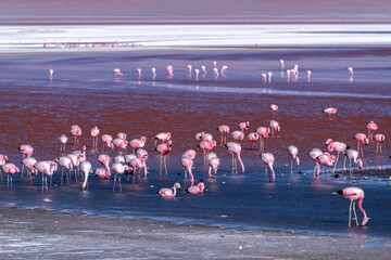 Wild fauna in the red lagoon in the bolivian altiplano © David