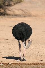 Male ostrich in the Kalahari (Kgalagadi)