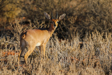 Steenbok ram in the Kalahari, Kgalagadi