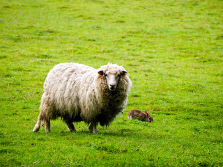Fototapeta premium Sheep and rabbit in a field 