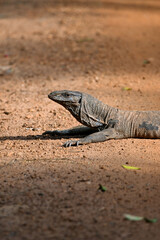 Wildlife in Willpattu