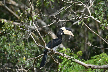 Wildlife in Willpattu