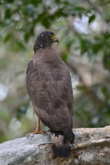 Wildlife in Willpattu
