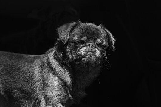 black and white brabanson dog