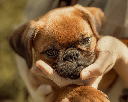 the face of a brabanson puppy in the palms