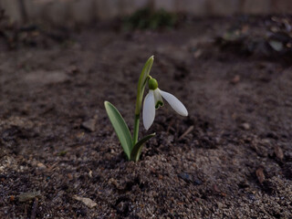 Photo a small snowdrop flower is in the soil.