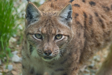 Fototapeta premium A portrait of the Eurasian lynx (Lynx lynx) the biggest cat of Europe. Bayerischer Wald National Park