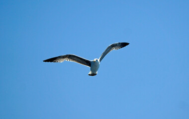 flying seagull in the blue sky
