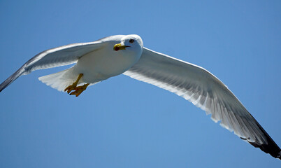 flying seagull in the blue sky