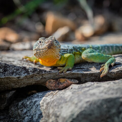 Eastern Collared Lizard
