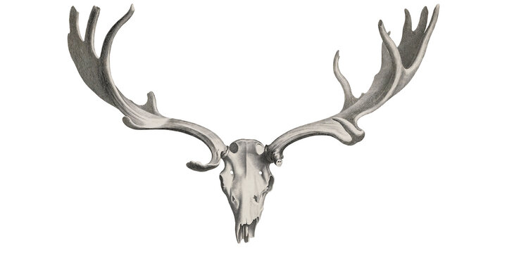 Moose Skull Scientific Illustration Animal Anatomy Vintage Animal Forest Horns 