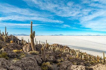 Cactus island in the salar de uyuni in the bolivian altiplano