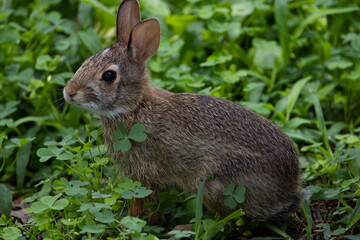 rabbit among clovers